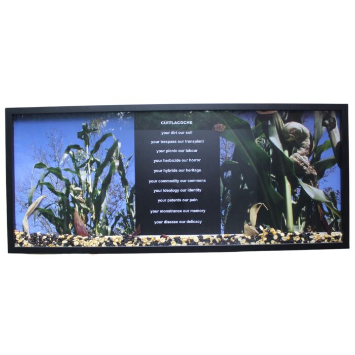 Cuitlacoche: Your Disease Our Delicacy 2014 by Ron Benner - Image 1